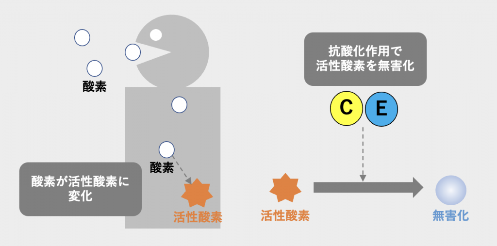 抗酸化作用の説明